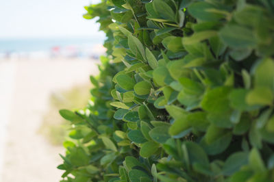 Close-up of fresh green plant in sea