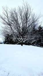 Bare trees on snow covered landscape