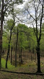 Trees in forest against sky