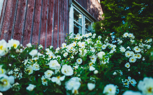 Close-up of white flowering plants on wall