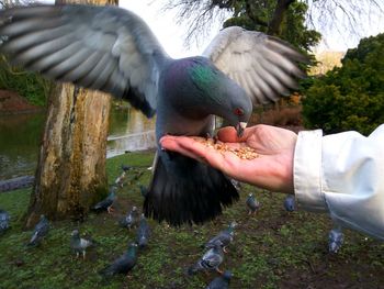 Low section of man feeding birds in park