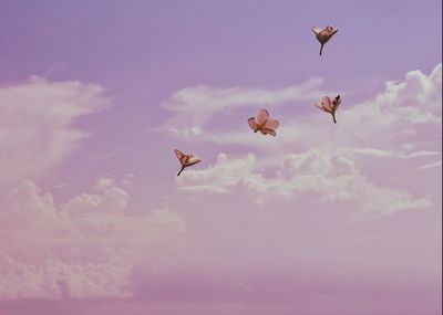 Low angle view of birds flying against sky