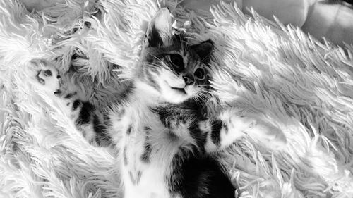 High angle view of cat