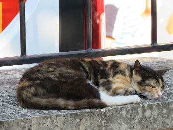 Close-up of a cat sleeping