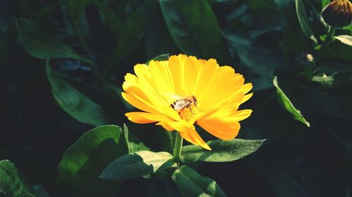 Close-up of insect on yellow flower