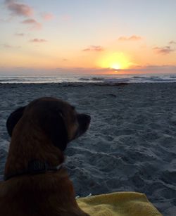 Close-up of dog at beach against sky during sunset