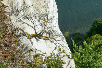 High angle view of trees by sea