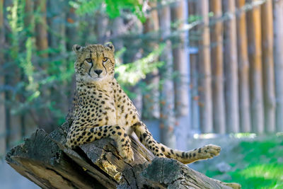 Leopard on log outdoors