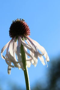 Close-up of purple flowering plant against blue sky