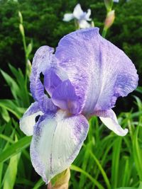 Close-up of purple flowers blooming