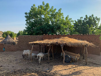 View of an animal on field