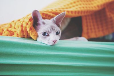 Portrait of devon rex on bed