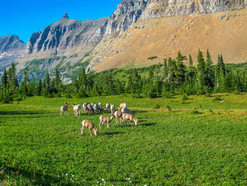 Cows grazing on field against mountains