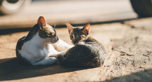 Cats resting outdoors