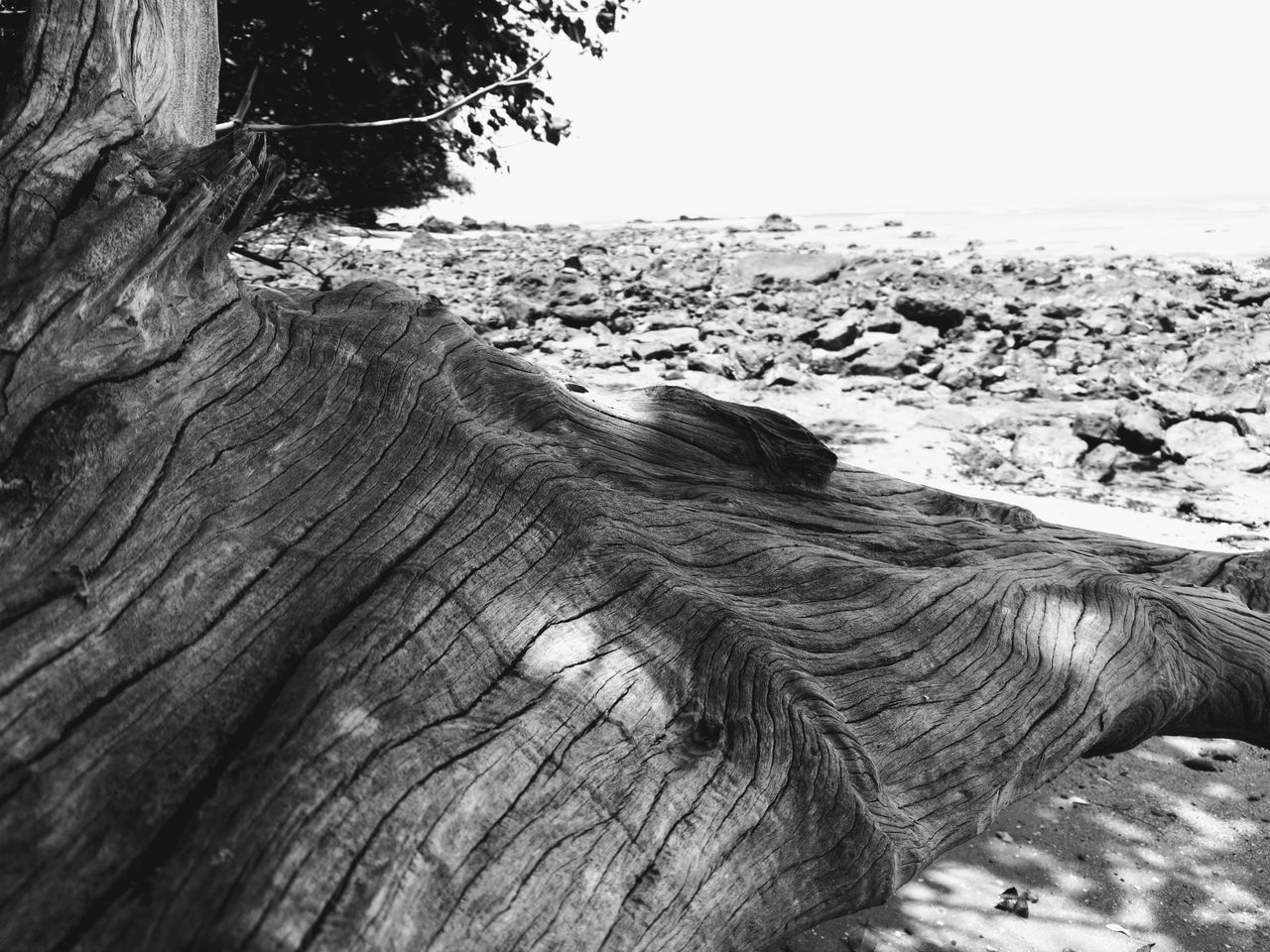 CLOSE-UP OF DRIFTWOOD ON ROCKS