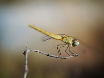 Close-up of dragonfly 