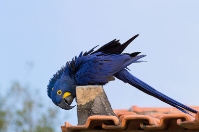 Low angle view of parrot perching on the sky