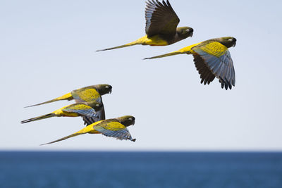 Birds flying over sea against clear sky