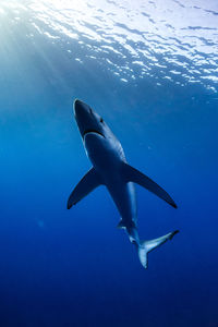 Fish swimming in sea