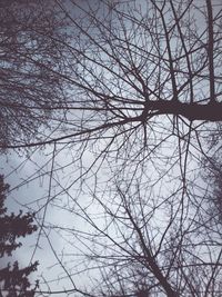 Low angle view of bare trees against sky