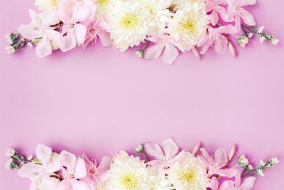 Close-up of pink flowering plant against white background