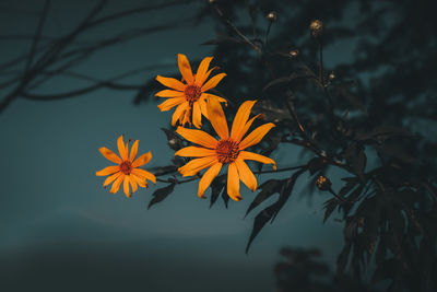 Close-up of orange flowering plant