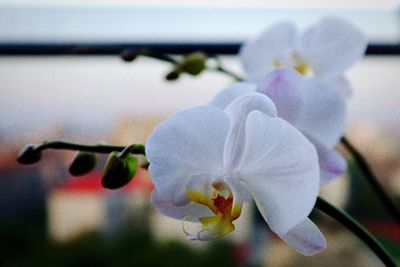 Close-up of flowers blooming outdoors