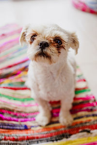 High angle view of cute hairy puppy sitting on rug at home