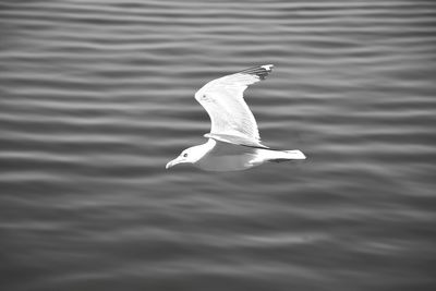 Close-up of swan swimming in lake
