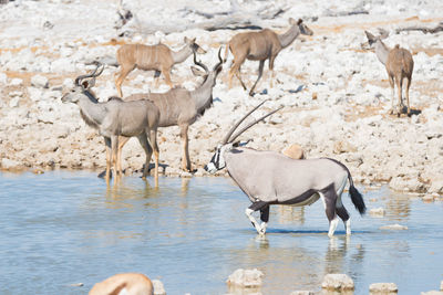 Oryx standing in lake