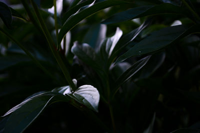 Close-up of white flowering plant