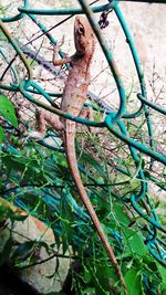 Close-up of lizard on branch