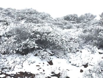 Low angle view of trees