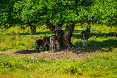 Donkeys grazing in the pasture