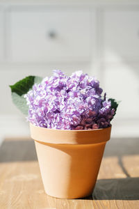 Purple hydrangea macrophylla in a terracotta pot.