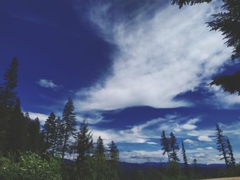 Low angle view of trees against sky