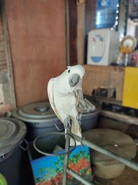 Bird perching on metal