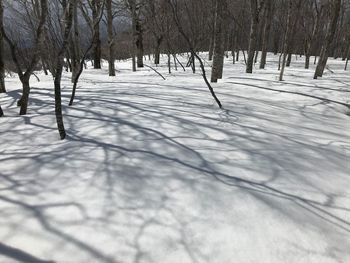 Bare trees on snow covered land