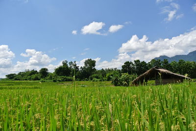 Scenic view of agricultural field against sky