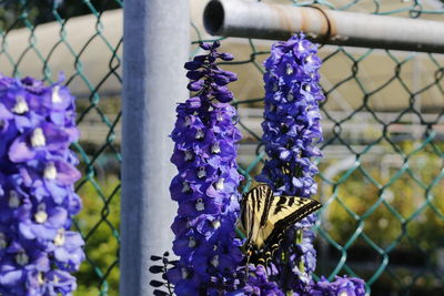 Close-up of purple flowering plants on chainlink fence