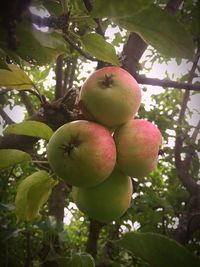 Low angle view of fruits hanging on tree