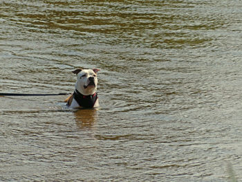 Portrait of dog in a lake