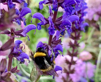 Close-up of bee on purple flowers