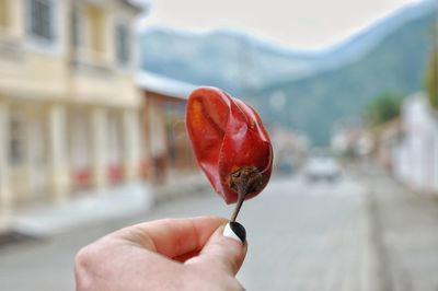 Close-up of hand holding red pepper