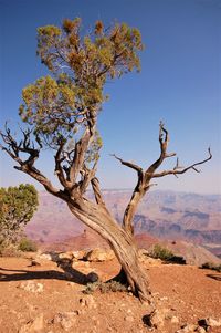 Dead tree on landscape against clear sky