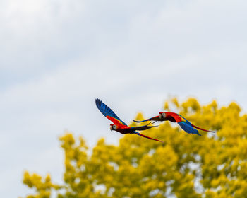 Close-up of a bird flying