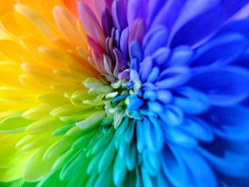 Macro shot of flower blooming outdoors