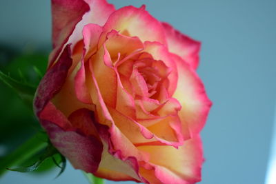 Close-up of pink rose