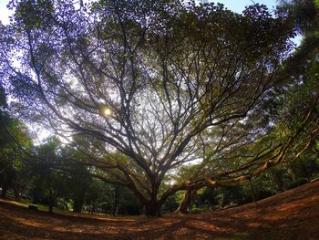 Trees against sky