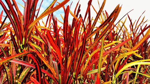 Close-up of plants